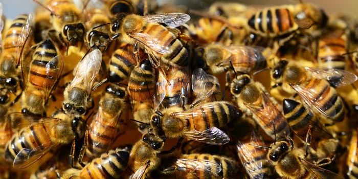 Zagrożenie dla pszczół i innych zapylaczy